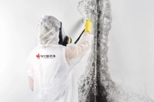 Professional Mold Remediation in Toronto | 416 Restoration