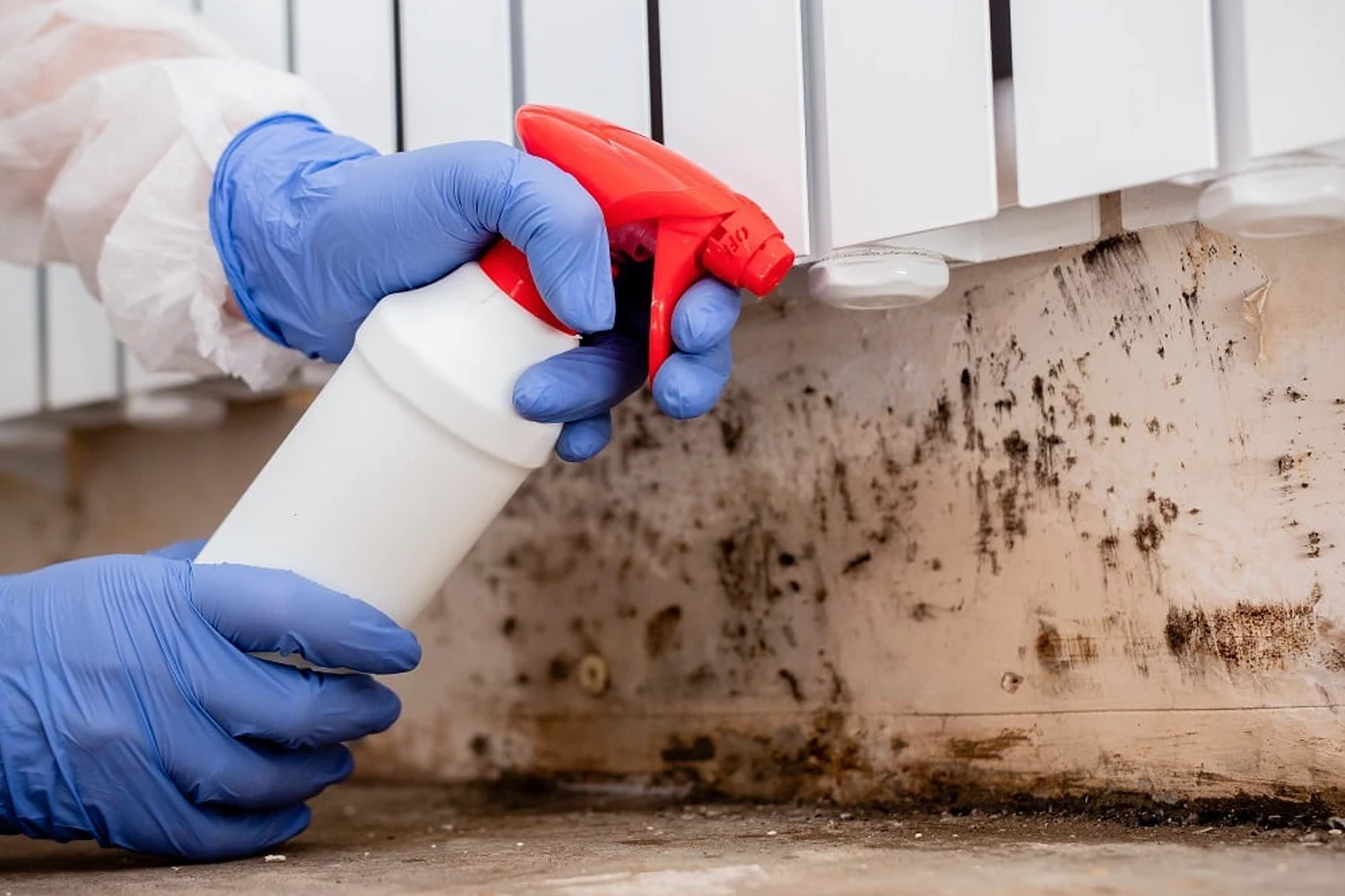 A person wearing gloves is spraying a cleaning solution from a bottle onto a mold-infested wall beneath a radiator, necessitating an urgent Mold Inspection Toronto.