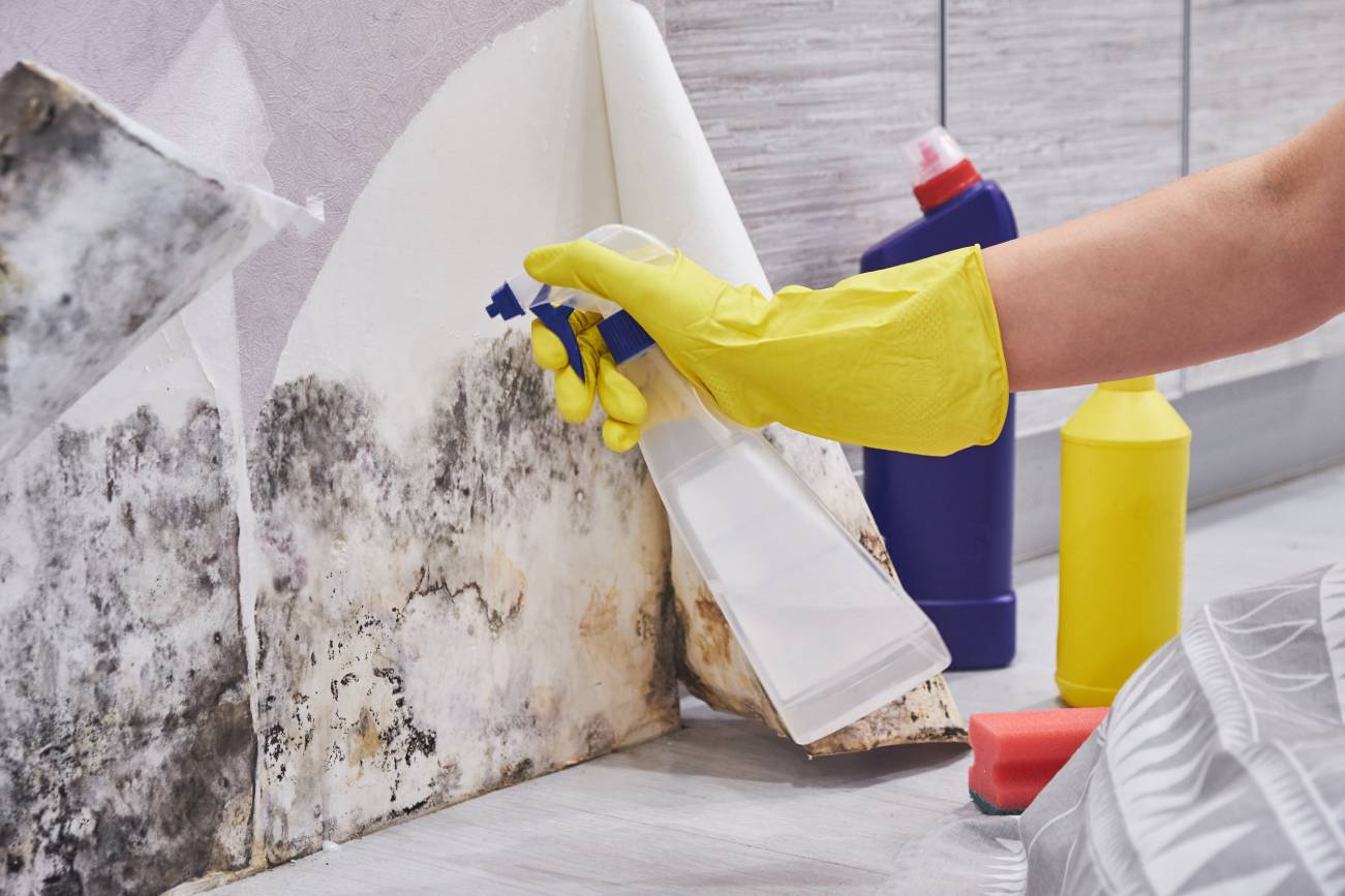 Mold removal and extermination in Toronto