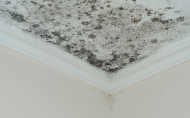 how to spot mold to know if you need toronto mold remediation