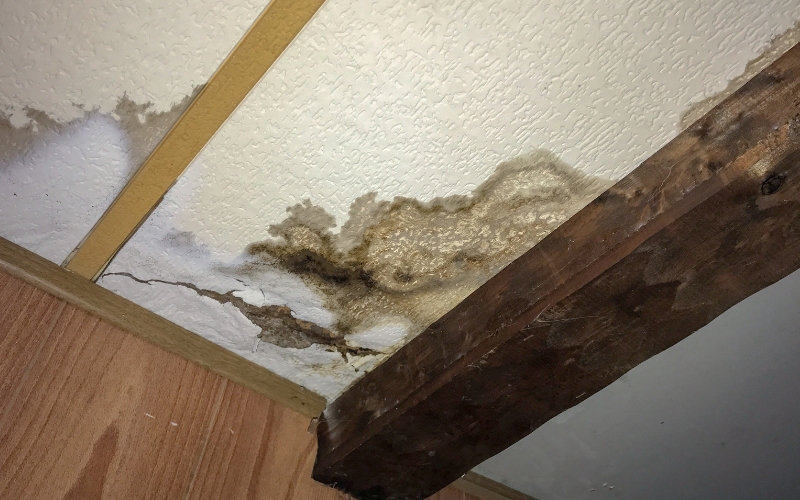 mold in the walls in a home in toronto ontario that needs remediation